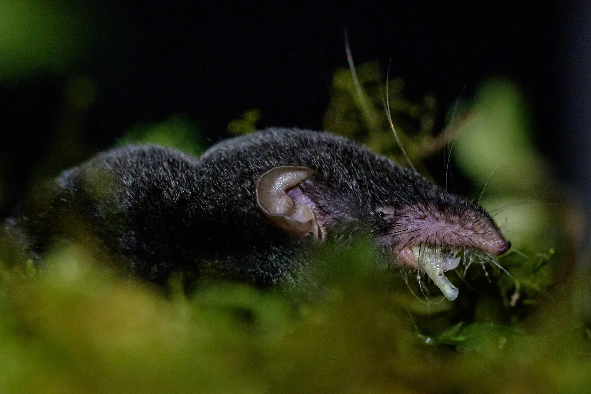 A dark moss shrew with a long pink snout and pale whiskers on green moss at night