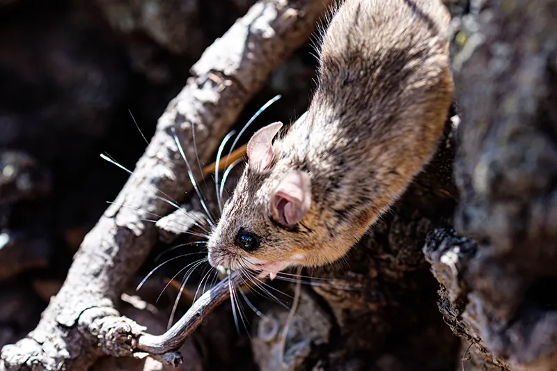 A deer mouse on a branch, whiskers lit by the sun