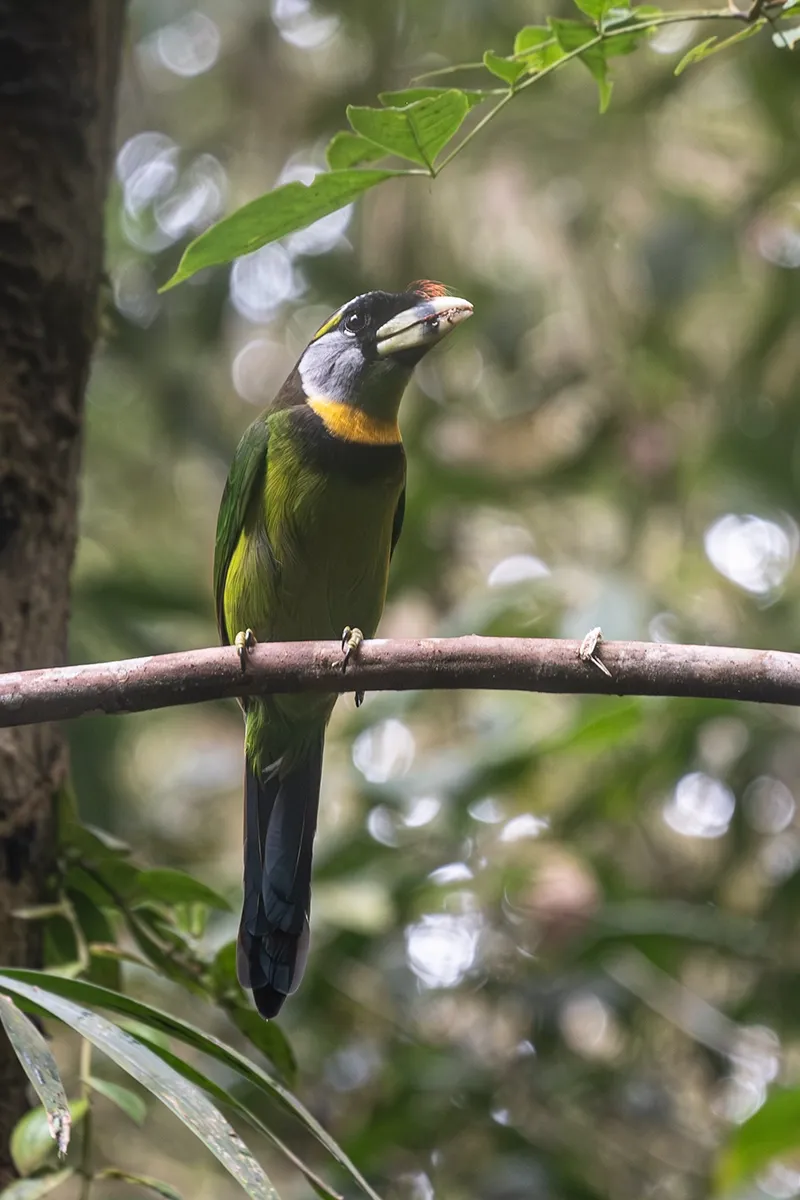 An Asian barbet perched on a branch in dappled forest light